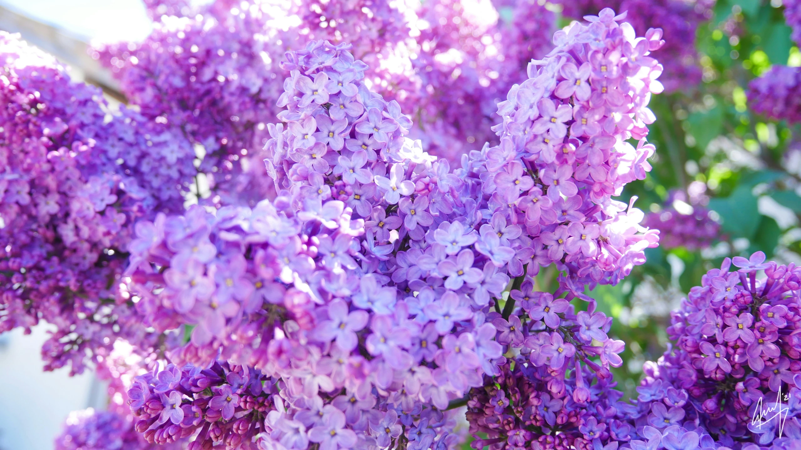 purple wisters are growing near a window