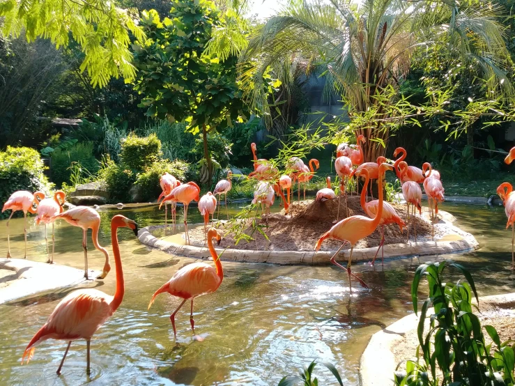 a group of flamingos are standing in the water together