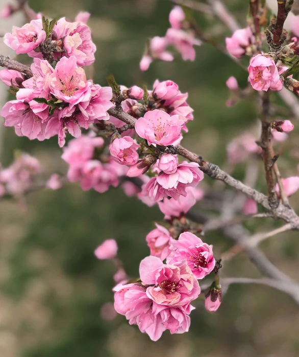 flowers blooming on a tree with leaves and nches