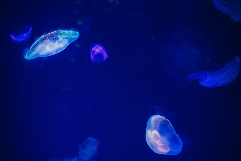 many jellyfish swimming in the dark blue water