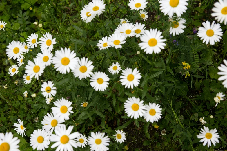 many white flowers on a green ground