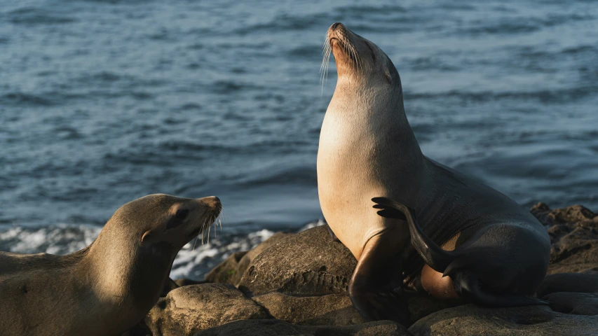 two sea lions on rocks with water in background