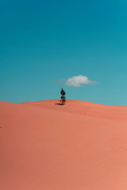 the lone tree in the middle of a vast dune