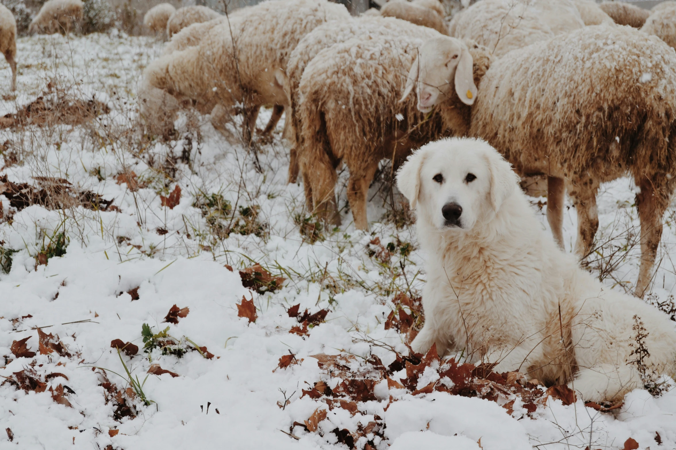 a dog sits in the snow surrounded by a group of sheep