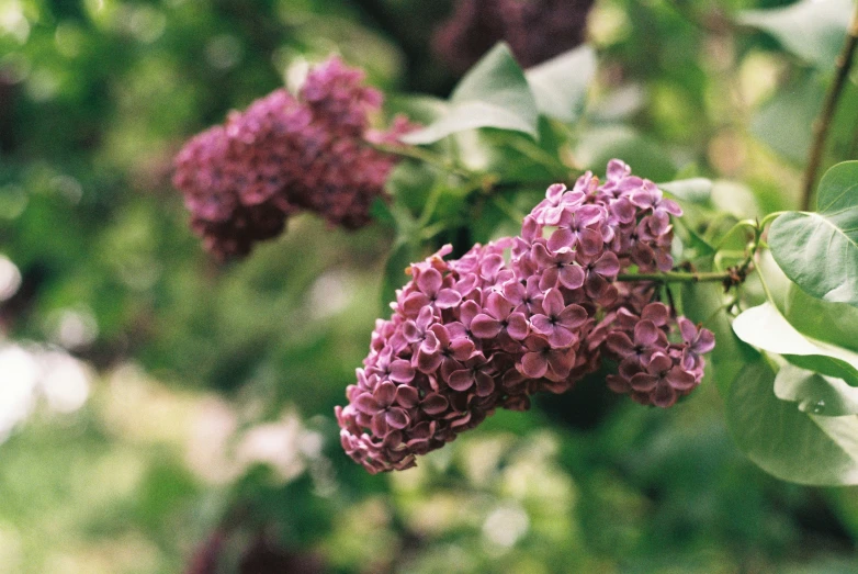 pink flowers growing on a tree with many leaves