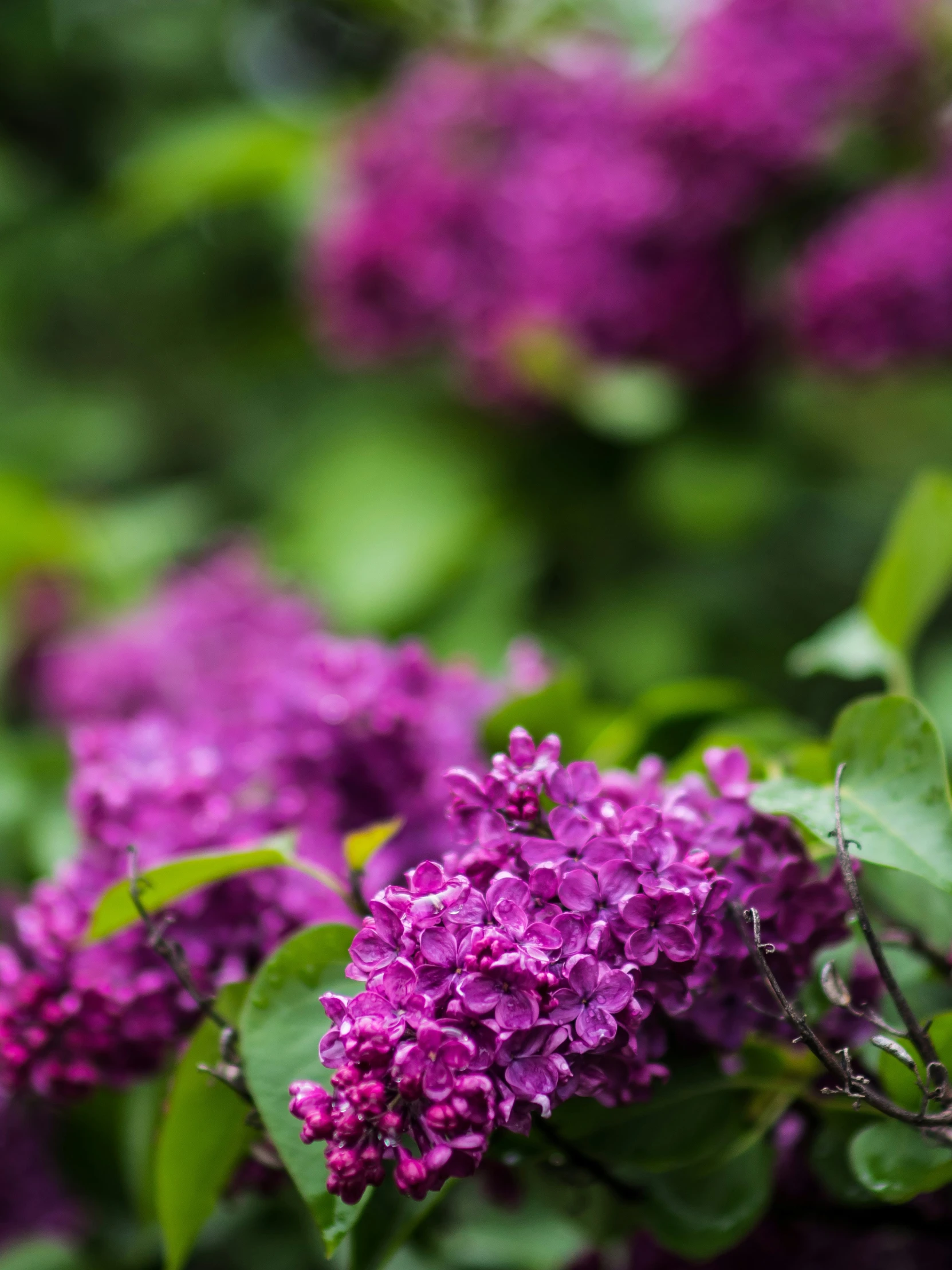 a bunch of purple flowers are in bloom