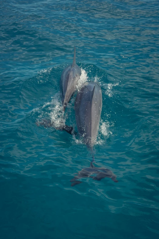 two dolphins swimming in the blue waters of a body of water