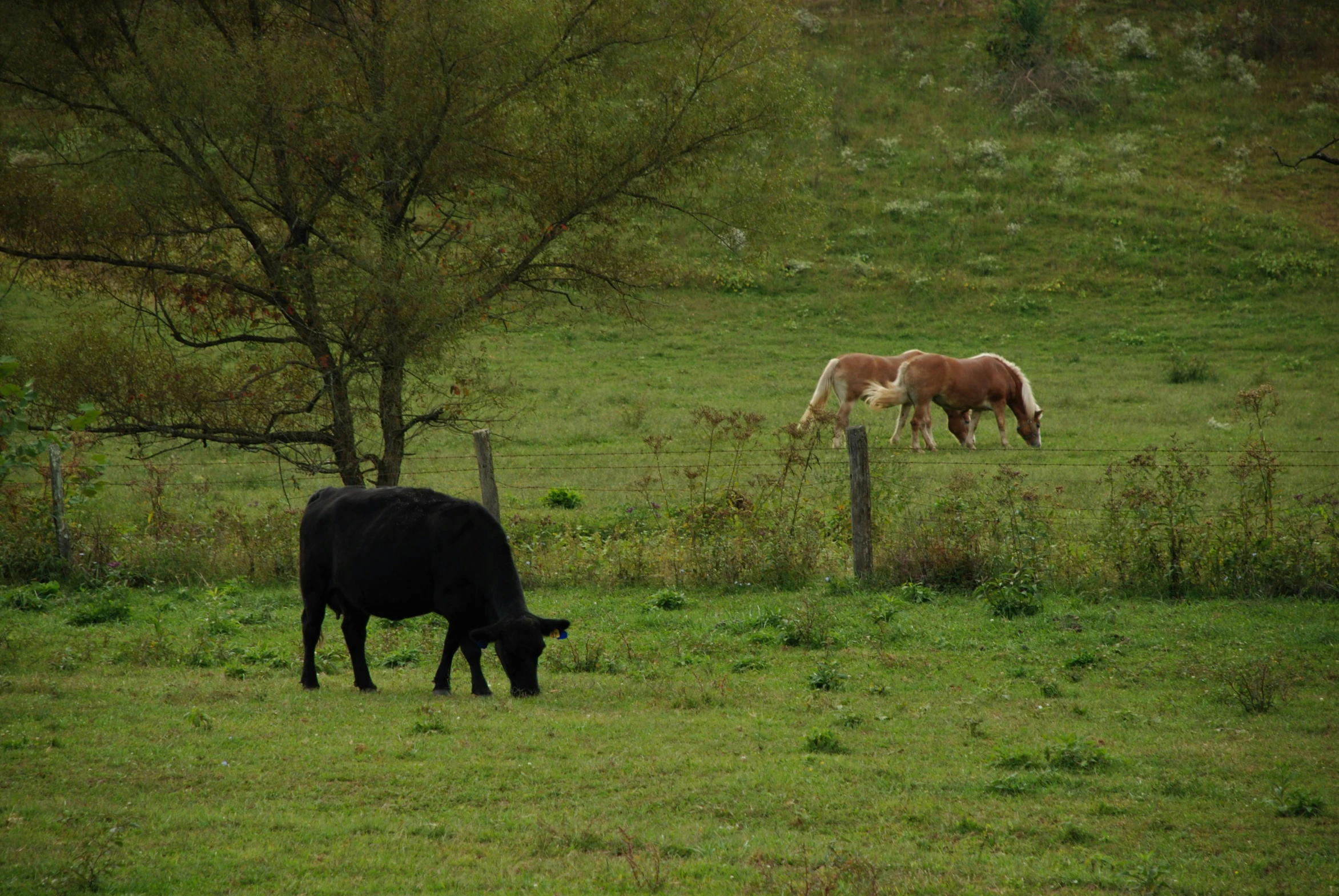 two horses grazing on grass next to a fence