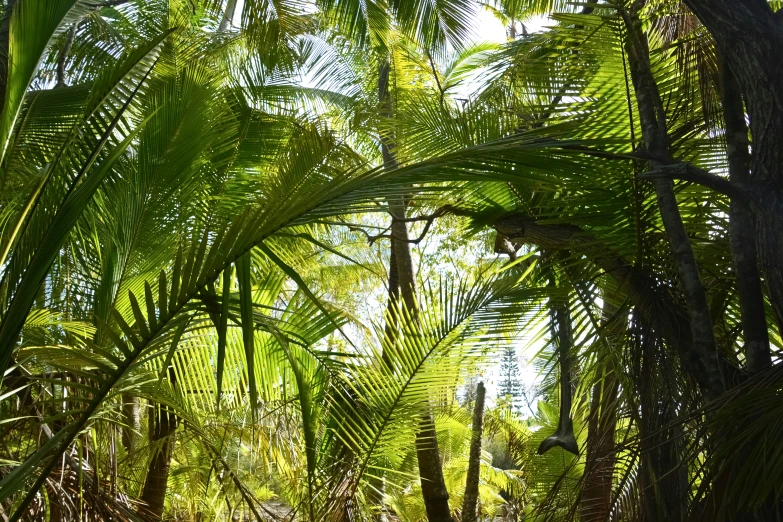 the sun is shining through the large palm trees