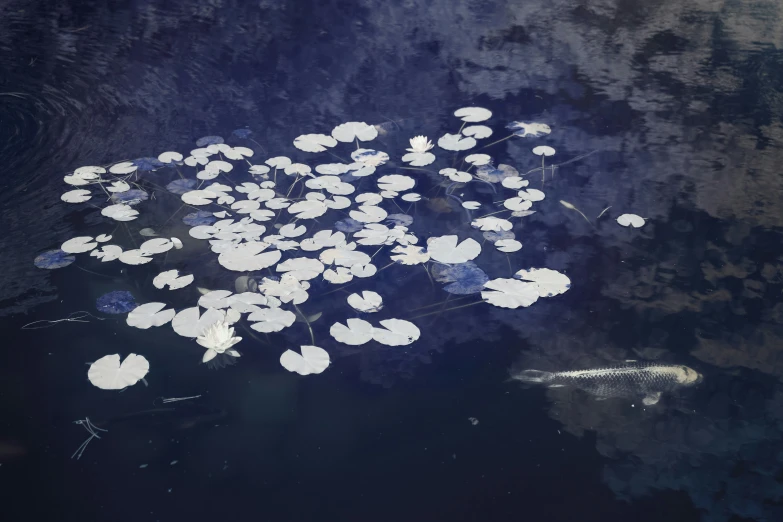 white floating leaves and other objects floating on the water