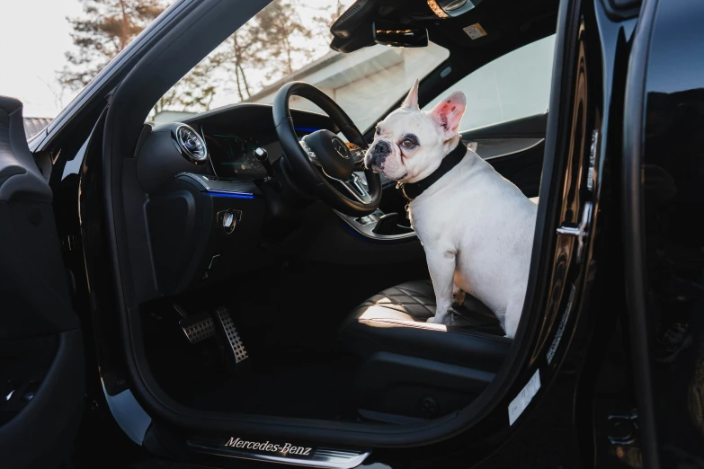 a small dog sitting in the driver's seat of a car