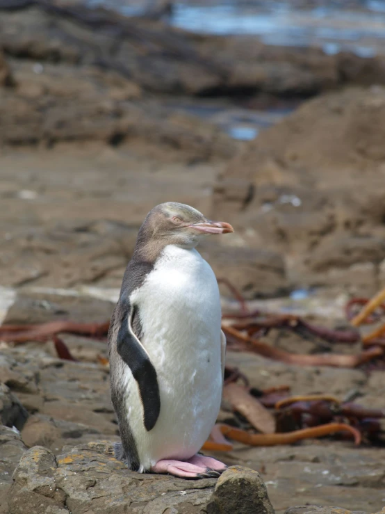 this penguin is standing on some rocks by the water