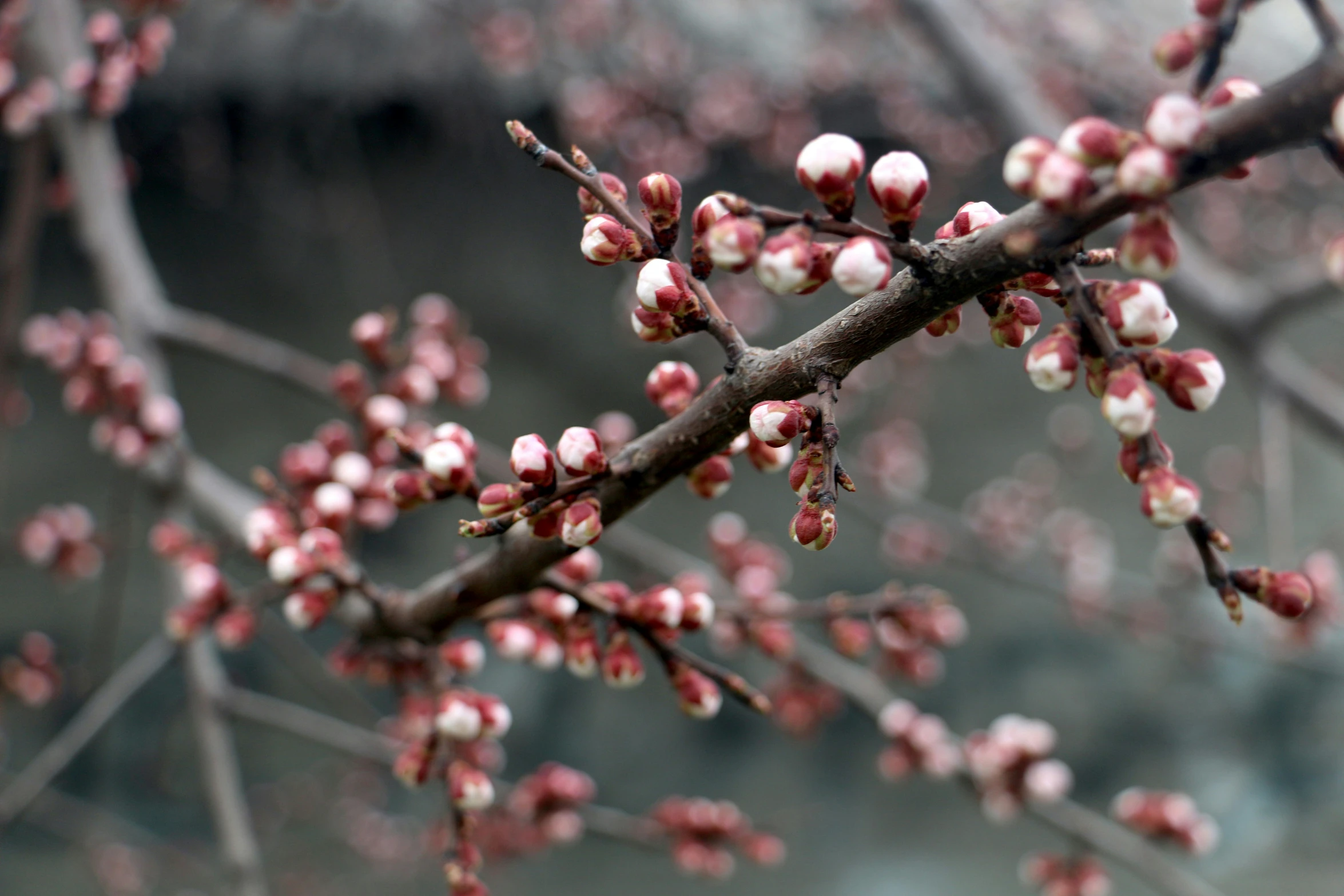 an image of the nches of a tree with small pink flowers