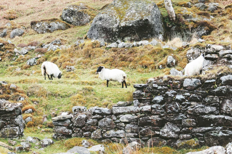 two sheep are grazing on the grassy area