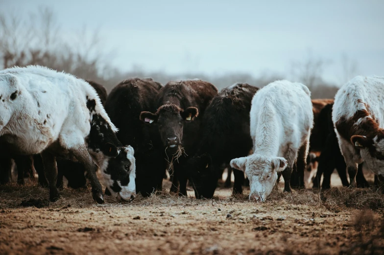 group of cattle standing close together, feeding