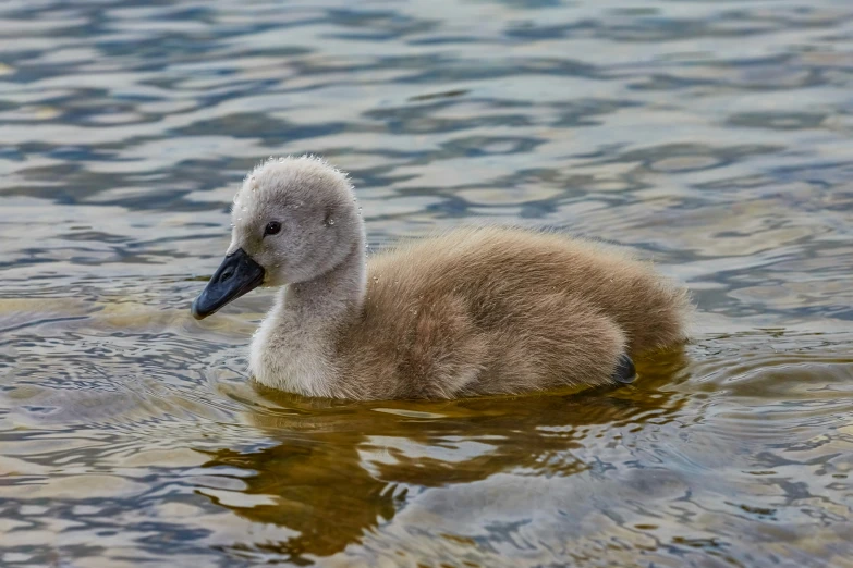 a young duck in a body of water