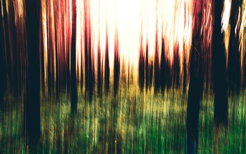 a blurry pograph of a forest of trees