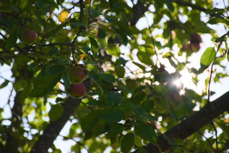 the sun shines on the nches of some trees