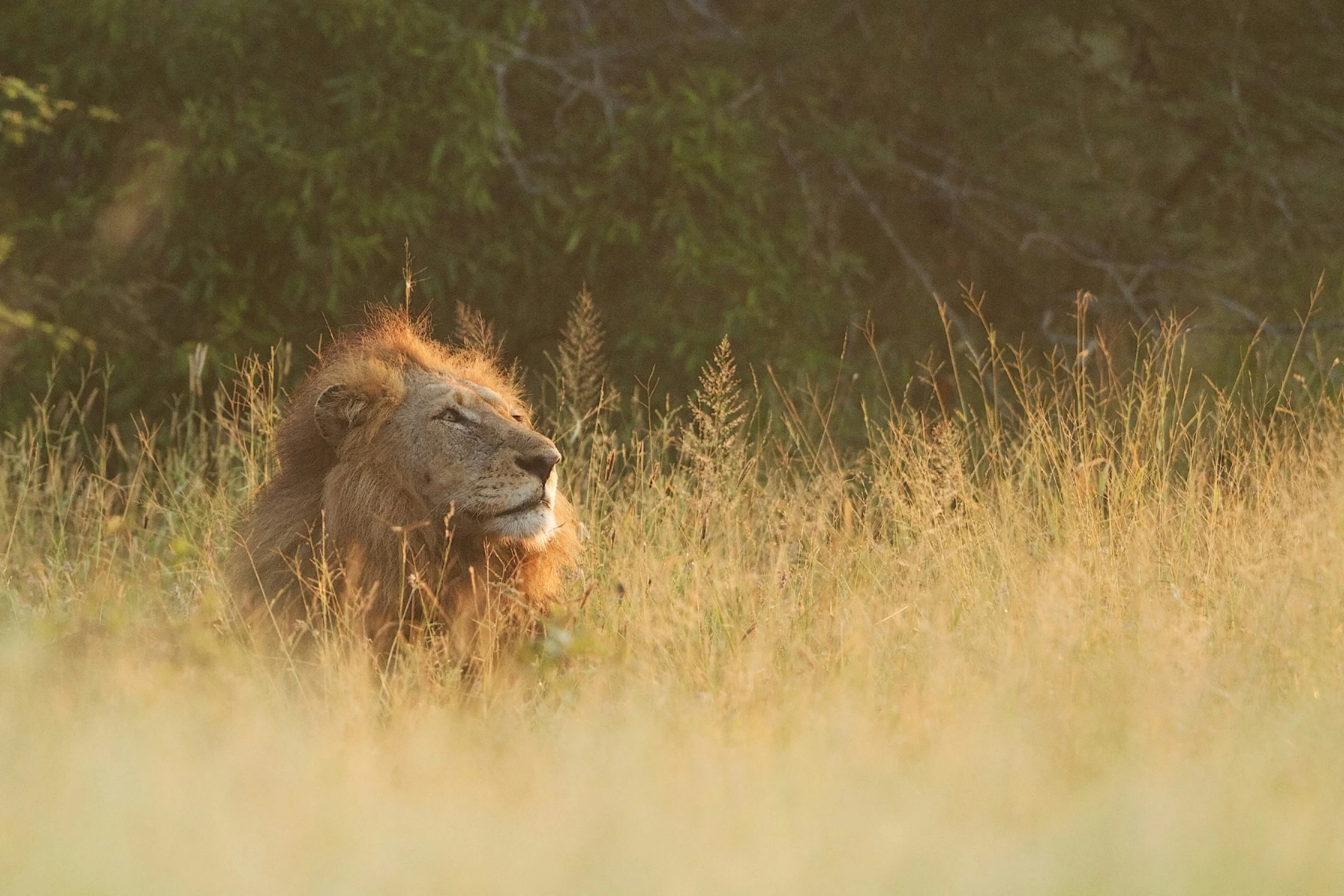 a lion in some tall grass with trees in the background