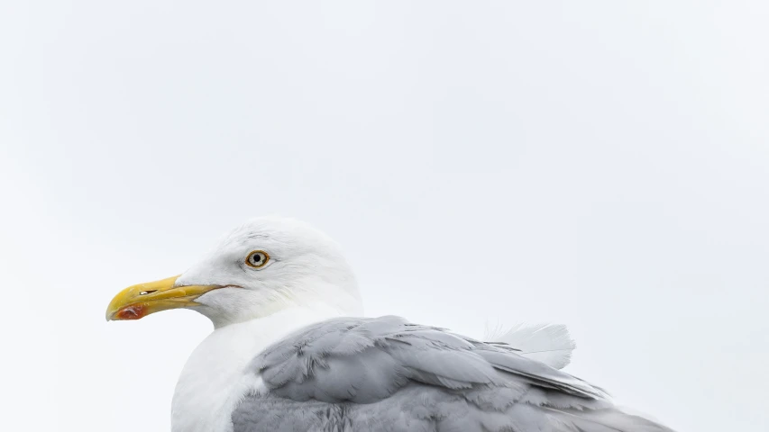 a close up of a seagull against a white sky