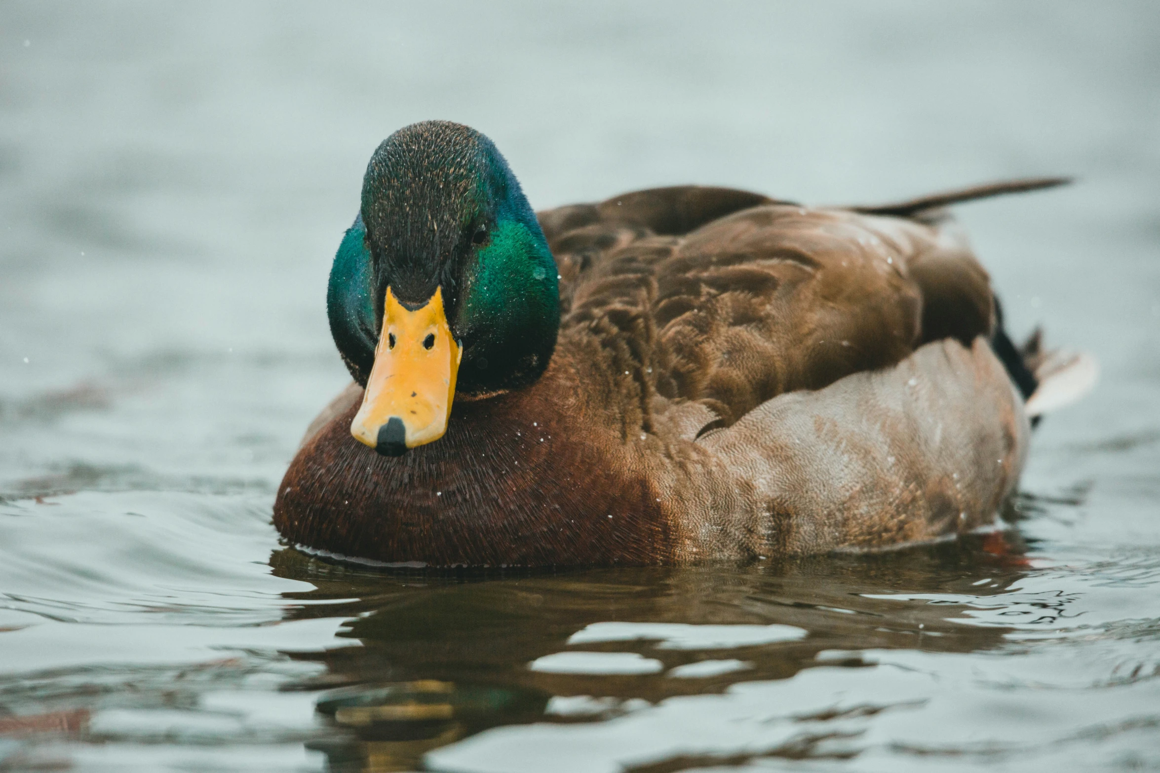 a brown and green duck floating in the water