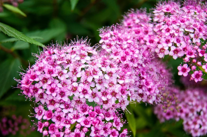 many small white flowers blooming outside