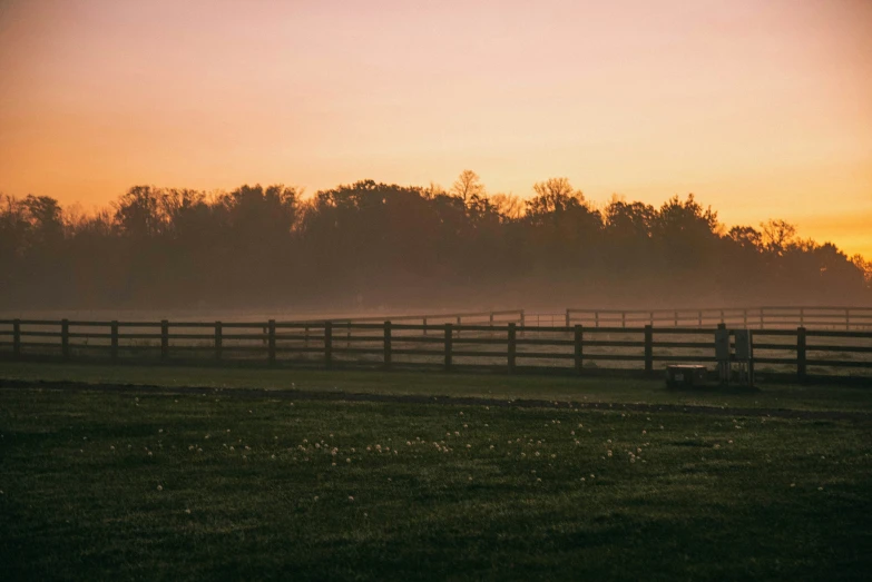 a single horse stands at the edge of a foggy pasture