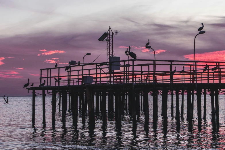 birds perched on a fishing pier as the sun sets