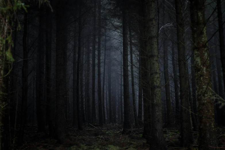 a thick, eerie, dark, evergreen forest is lit by bright light from the sun