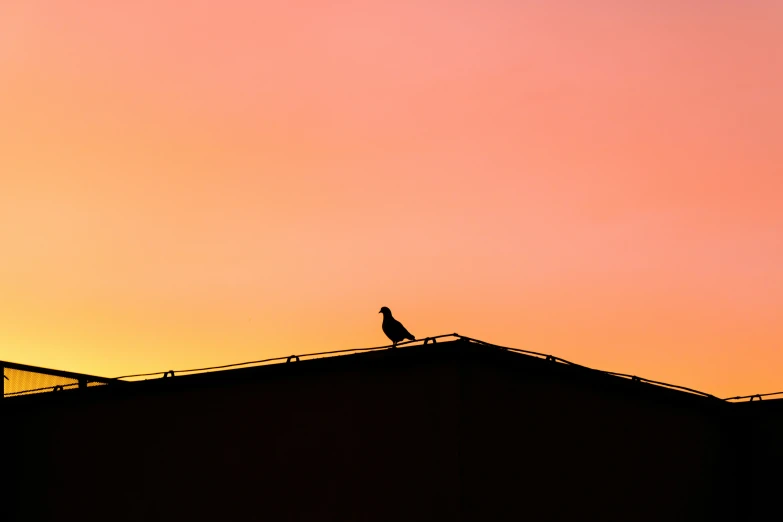 the sun setting behind a building and there is a small bird on top of the roof