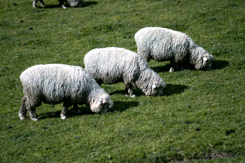 three sheep with gy wool are eating in a pasture