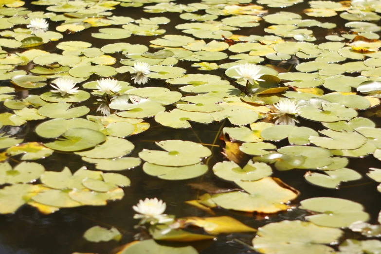 a picture of some water lilies floating on the surface