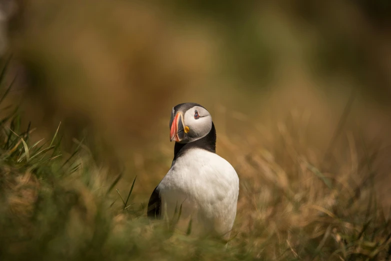 a puffin in the wild looking up at the camera