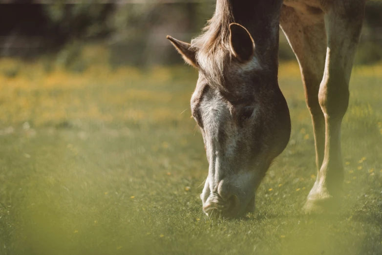 a horse grazes in the grass of its pasture