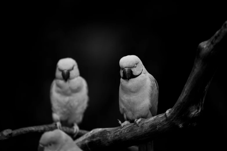 a couple of white parakeets sit on a tree nch