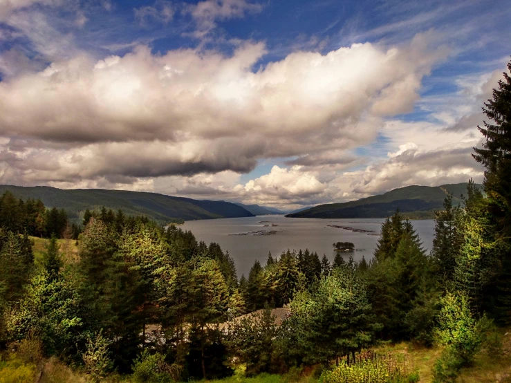 trees and grass on the side of a large body of water