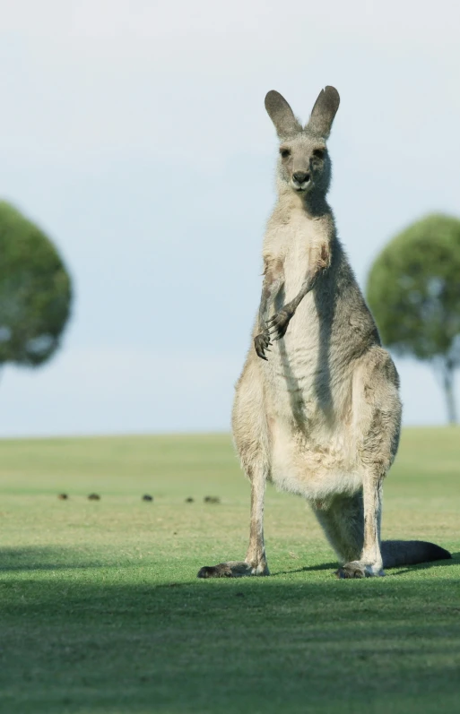 an animal that is standing up on its hind legs