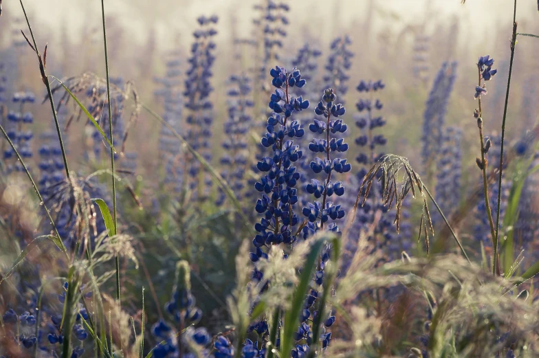 a large field full of wild blue flowers