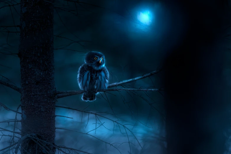a black and blue owl sitting on a nch at night