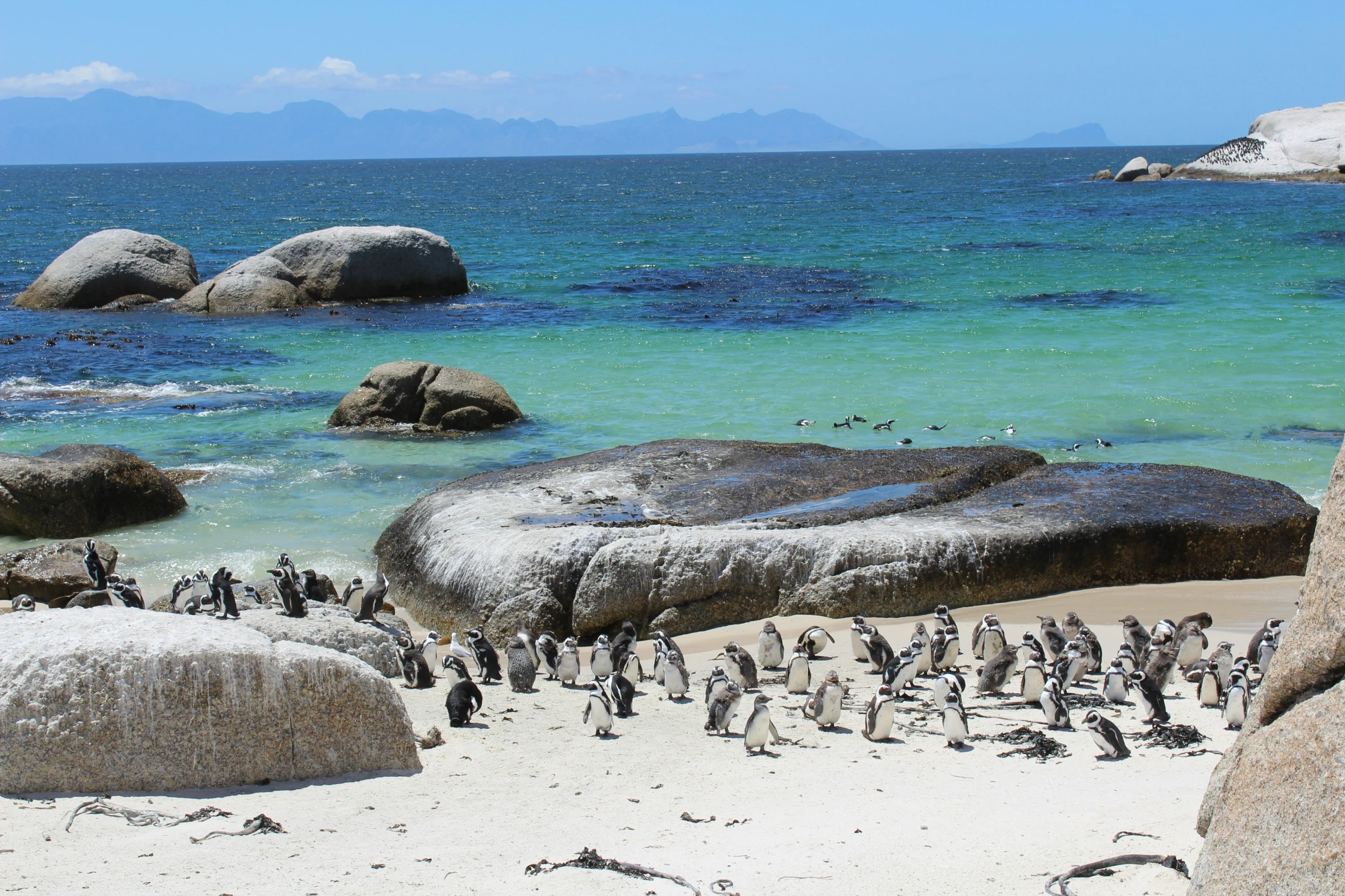 a penguin standing on a sandy beach with rocks