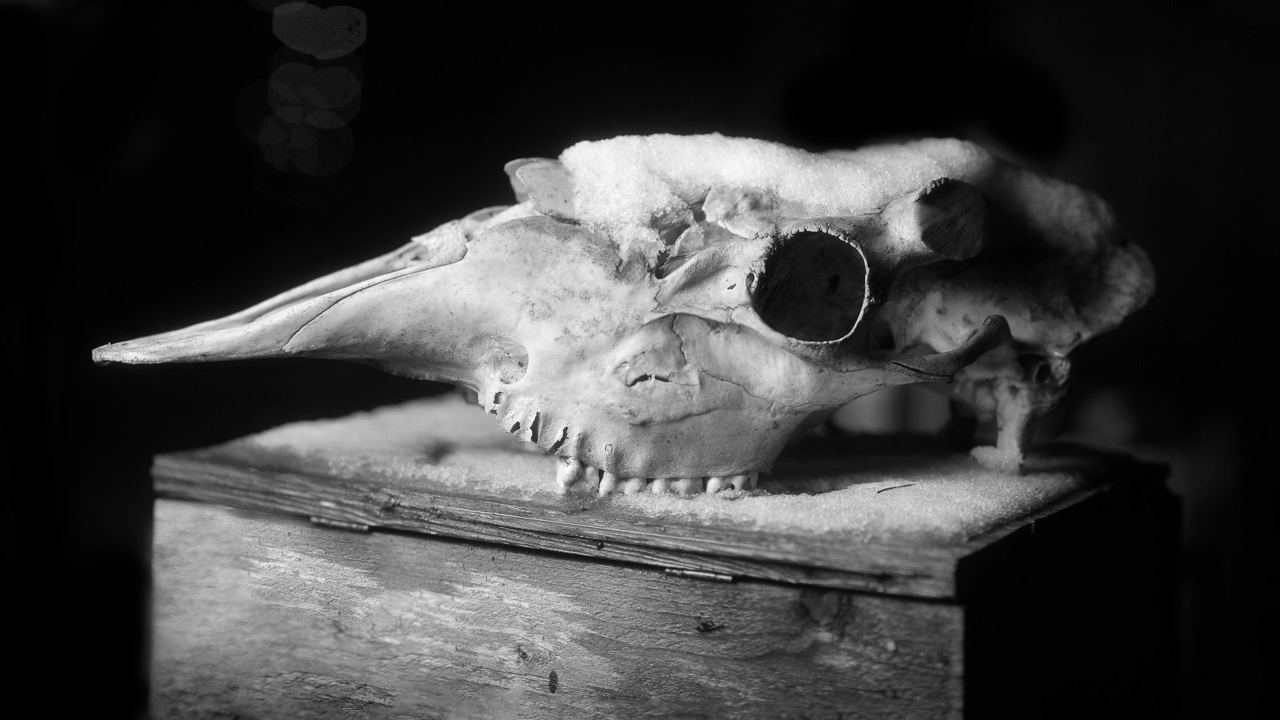 there is a fake animal skull on top of the table