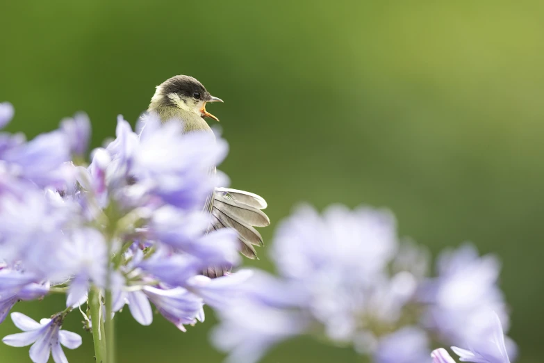 the small yellow bird is perched on the flower