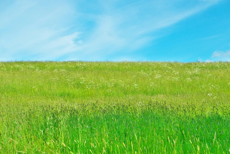 a lone horse grazing in a meadow next to an open field