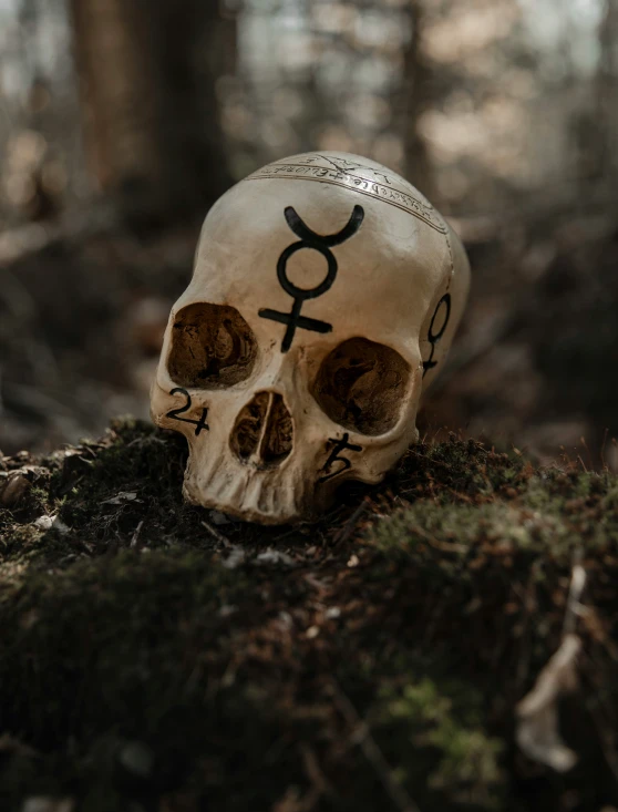 a skull sitting in the middle of a forest
