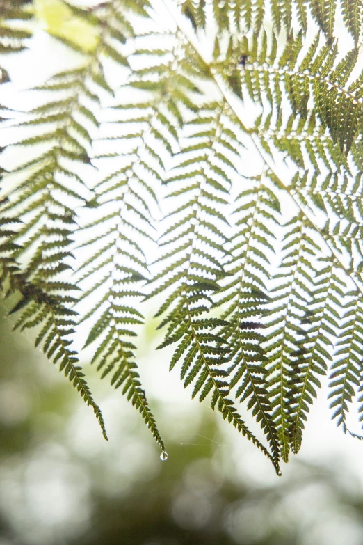 a group of fern leaf's are shown under a lens