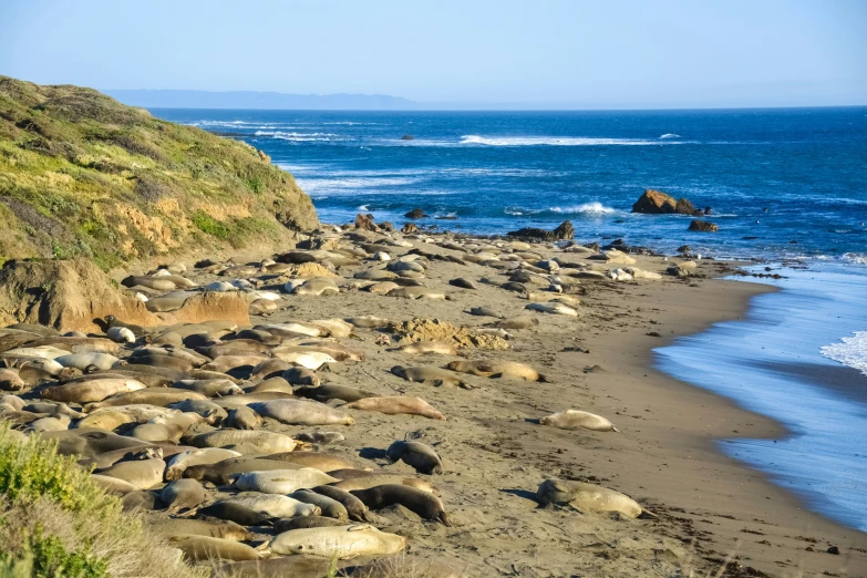 a bunch of animals that are laying in the sand