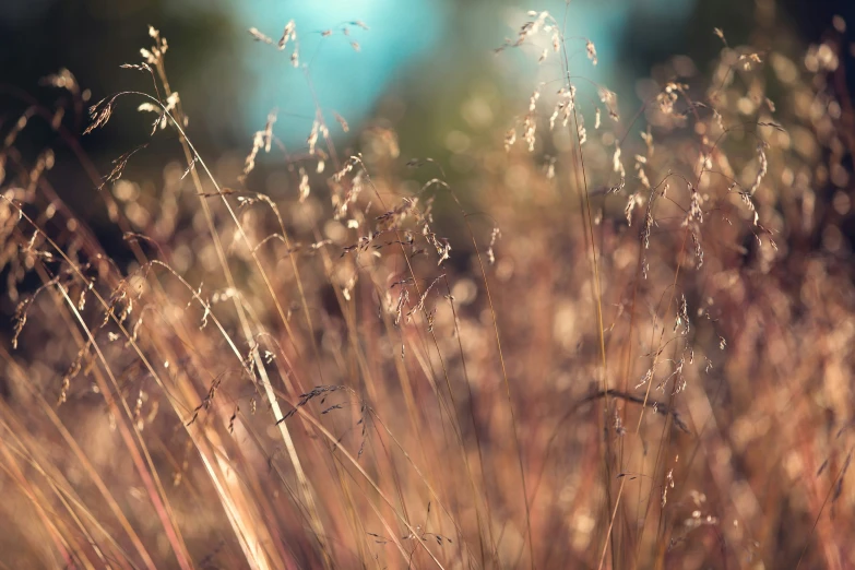 grasses with the sunlight on them, and trees in the background