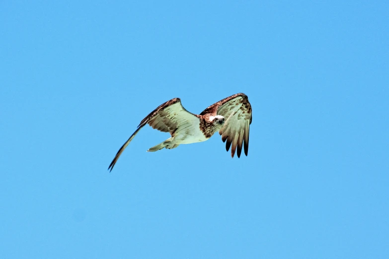 an ostrich is flying in the sky near a rock