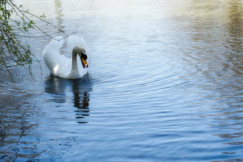 a large white swan floating on top of a lake