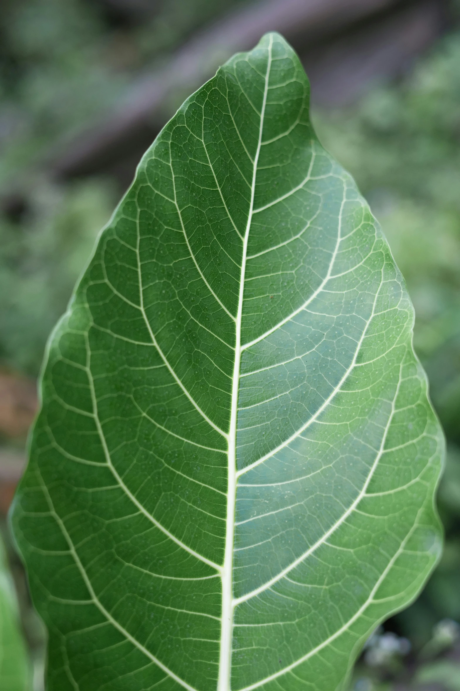 large green leaf with thin white lines on top